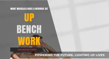Reverse Sit-Up Bench: Target Muscles and Workout Benefits Explained