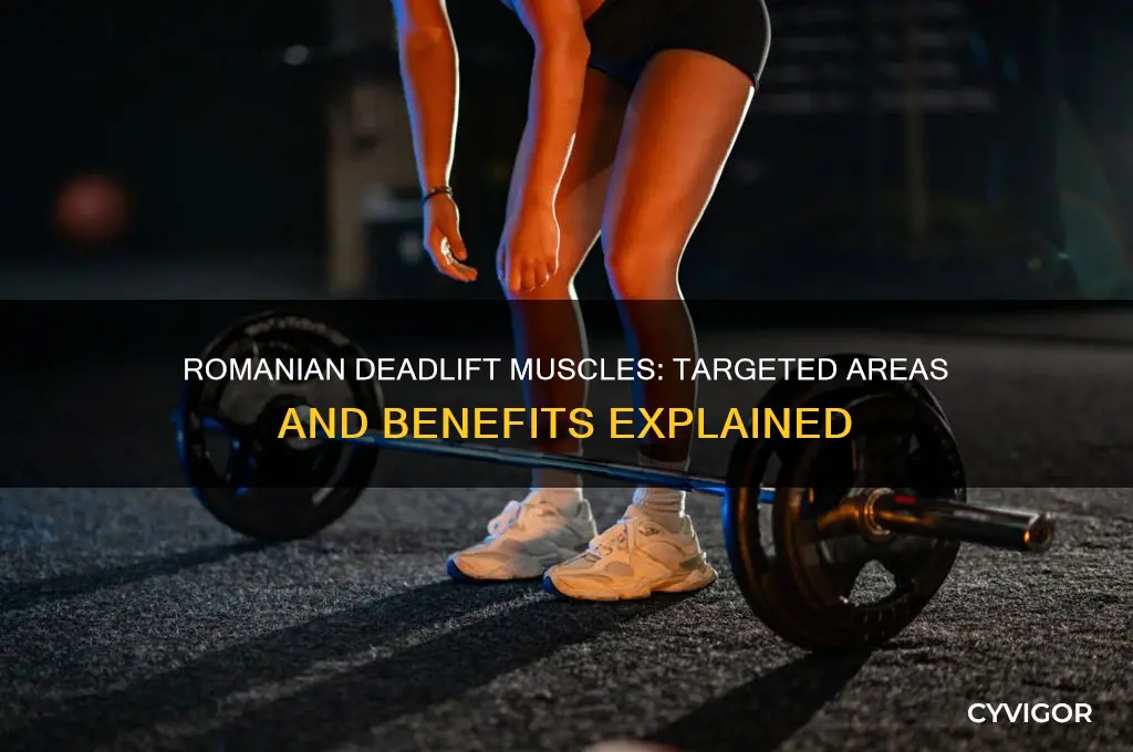 what muscles does a romanian deadlift work