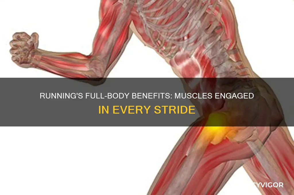 what muscles does a run work