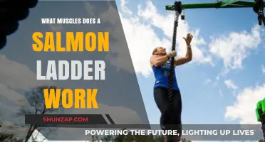 Salmon Ladder Workout: Targeted Muscles and Fitness Benefits Explained