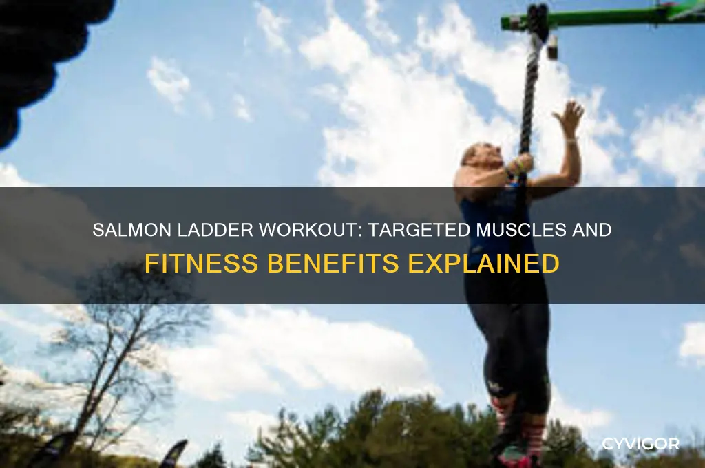 what muscles does a salmon ladder work