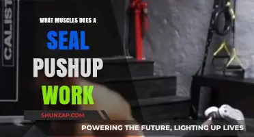 Seal Pushup Muscles: Targeted Benefits and Workout Impact Explained