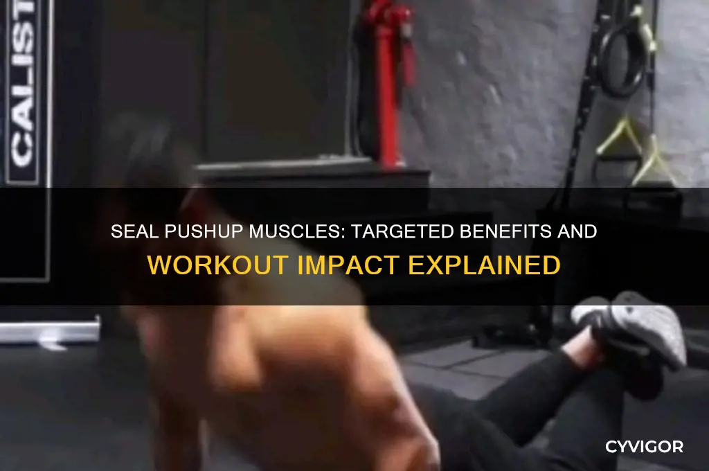 what muscles does a seal pushup work