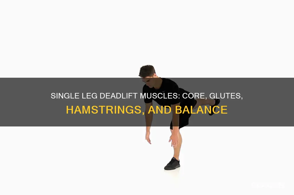 what muscles does a single leg deadlift work