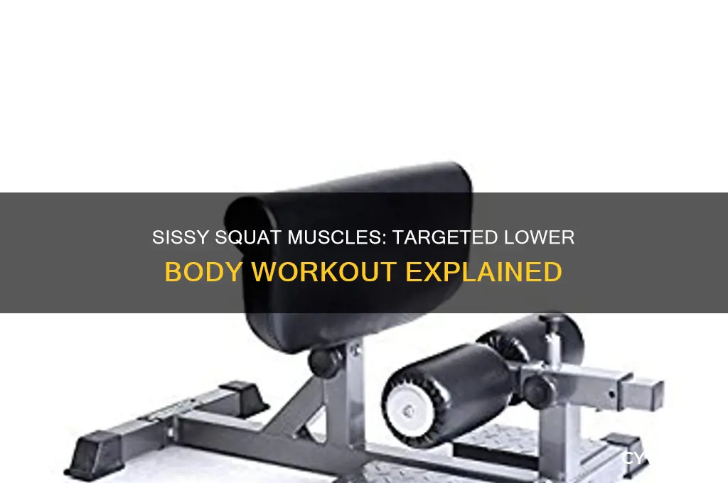 what muscles does a sissy squat work