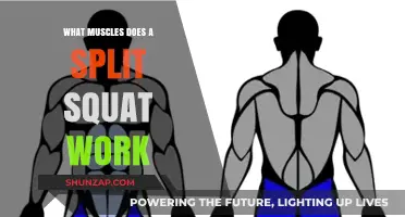 Split Squat Muscles: Targeted Lower Body Activation Explained