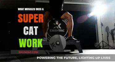 Super Cat Workout: Targeted Muscles and Fitness Benefits Explained
