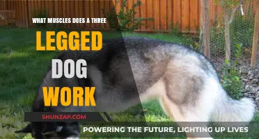 Three-Legged Dog Muscles: Understanding Their Unique Strength and Adaptation