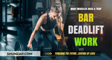 Trap Bar Deadlift Muscles: Targeted Groups and Benefits Explained