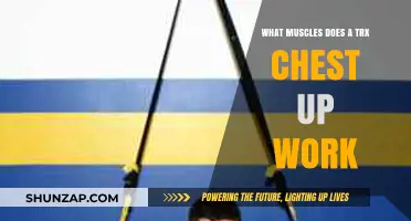 TRX Chest Up: Targeted Muscles and Benefits Explained