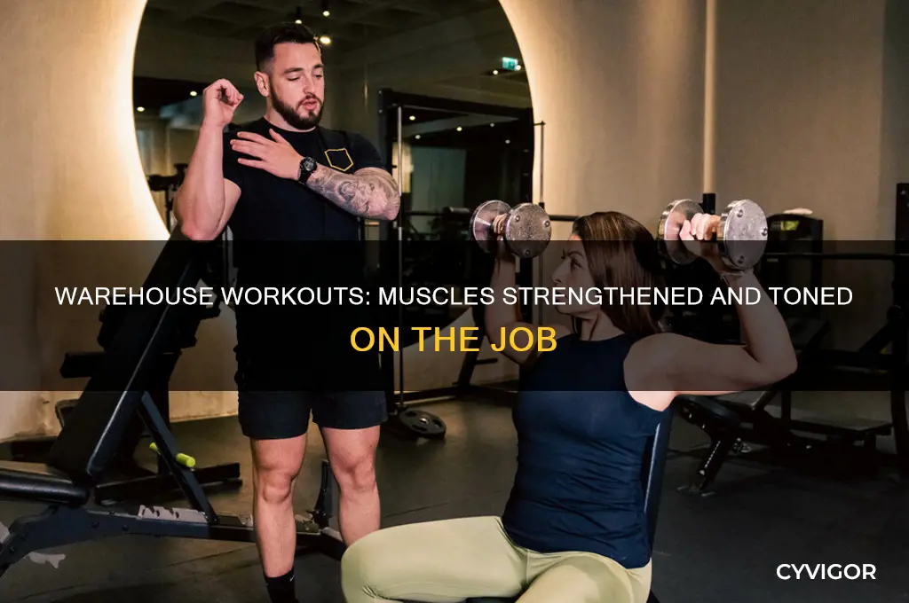 what muscles does a warehouse work out