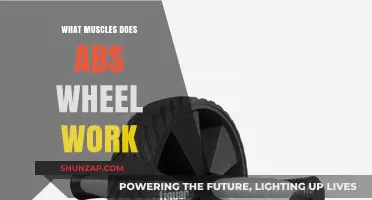 Abs Wheel Workout: Targeted Muscles and Core Strengthening Benefits