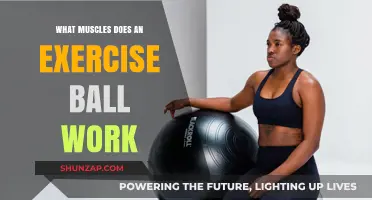 Exercise Ball Benefits: Targeted Muscles for Core Strength and Stability