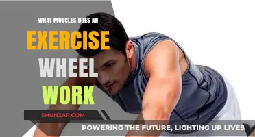 Ab Wheel Workout: Targeted Muscles and Core Strength Benefits