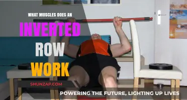 Inverted Row Muscles: Targeted Back, Arm, and Core Activation Explained