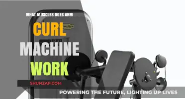 Arm Curl Machine: Target Muscles and Workout Benefits Explained