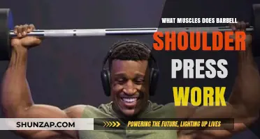 Barbell Shoulder Press: Targeted Muscles and Strength Benefits Explained