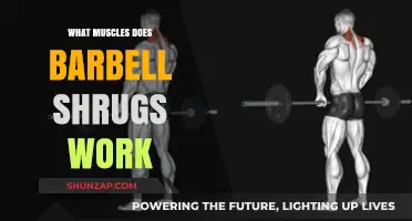 Barbell Shrugs: Targeted Muscles and Strength Benefits Explained