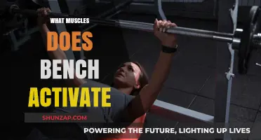 Understanding The C5 Nerve And Its Muscular Control | CyVigor