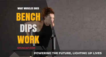 Bench Dips: Targeted Muscles and Benefits for Upper Body Strength