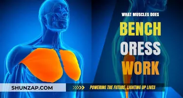Bench Press Muscles: Targeted Chest, Shoulders, and Triceps Workout Explained
