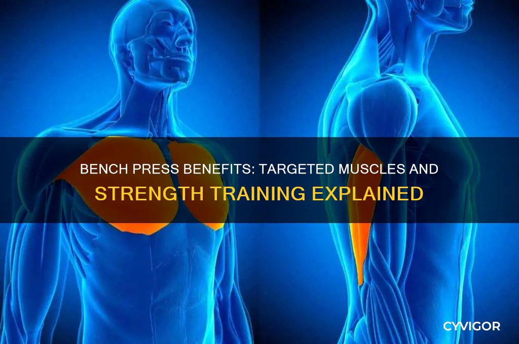 what muscles does benchpress work