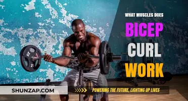Bicep Curl Benefits: Targeted Muscles and Strength Training Explained