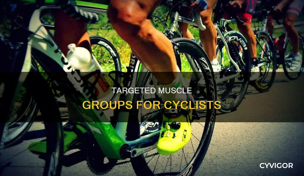 what muscles does biking hit