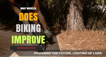 How Cycling Transforms Your Muscular System