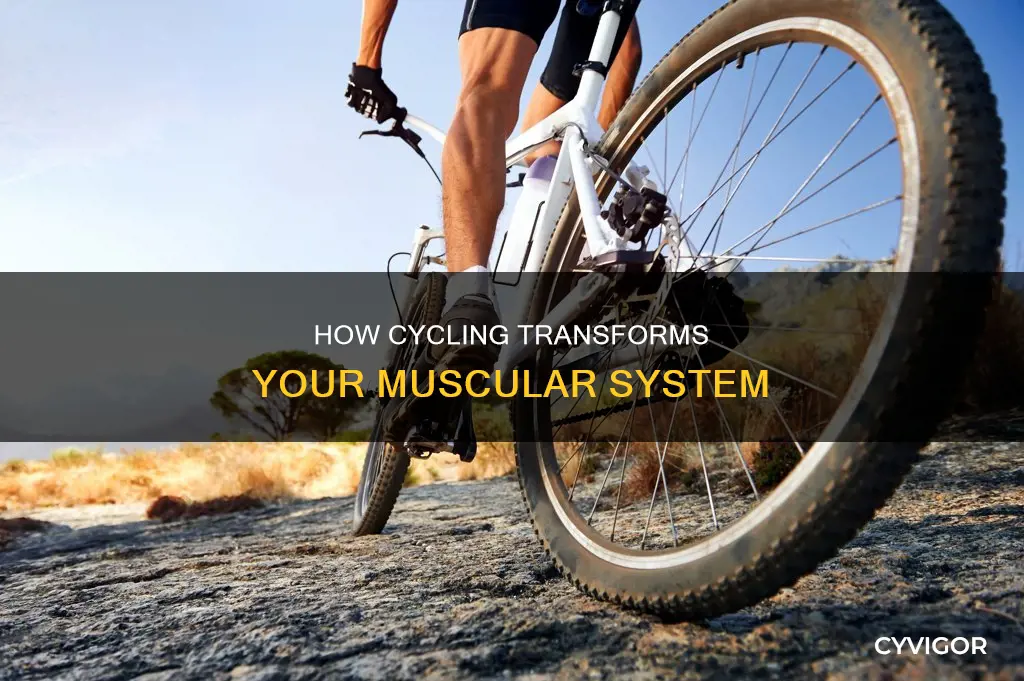 what muscles does biking improve