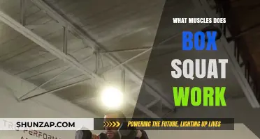 Box Squat Muscles: Targeted Strength Training Benefits Explained