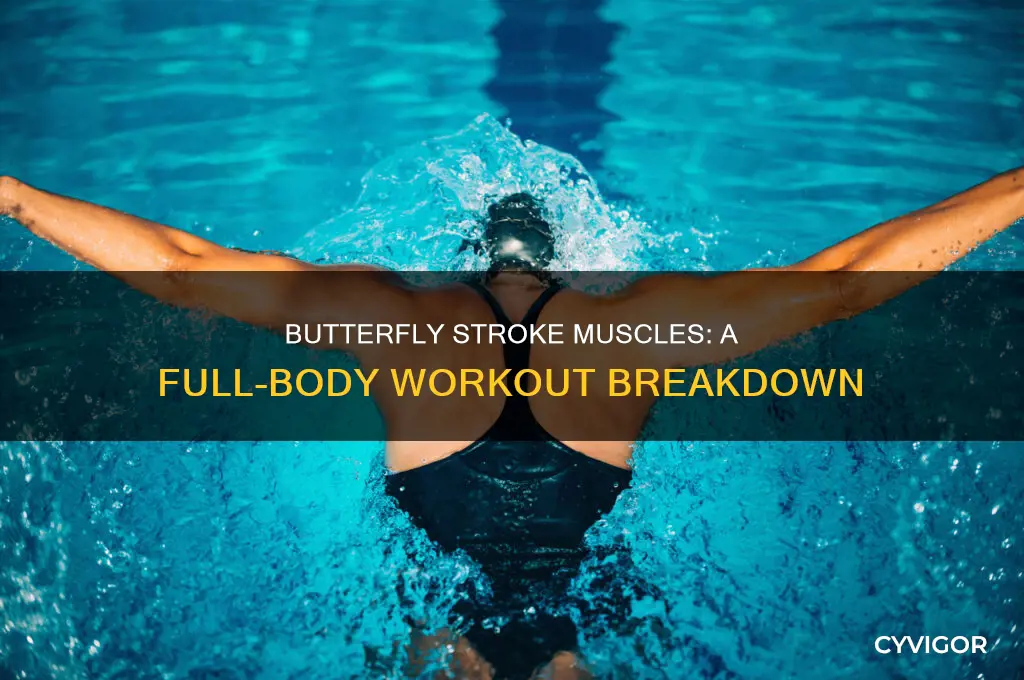 what muscles does butterfly stroke work