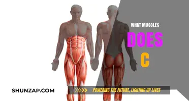 Core Workouts: The Ultimate Guide to Toning Your Body