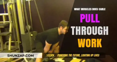Cable Pull Through Muscles: Targeted Glutes, Hamstrings, and Core Activation
