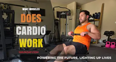 Cardio's Muscle Impact: Unveiling the Key Muscles Engaged During Workouts