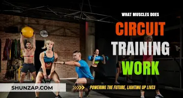 Circuit Training Benefits: Full-Body Muscle Engagement Explained