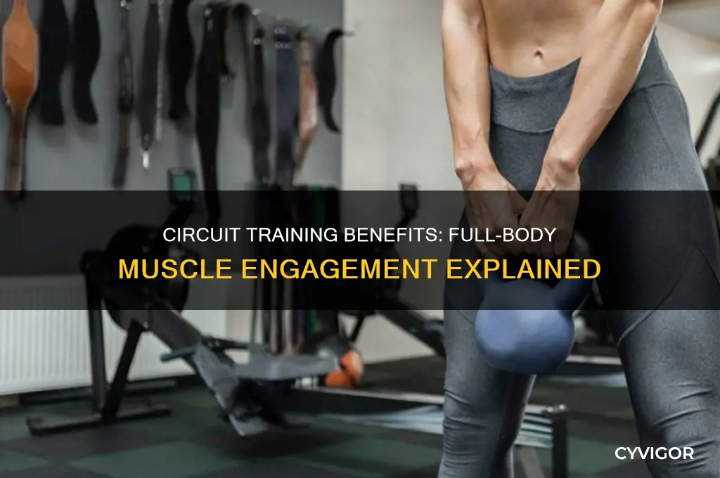 what muscles does circuit training work
