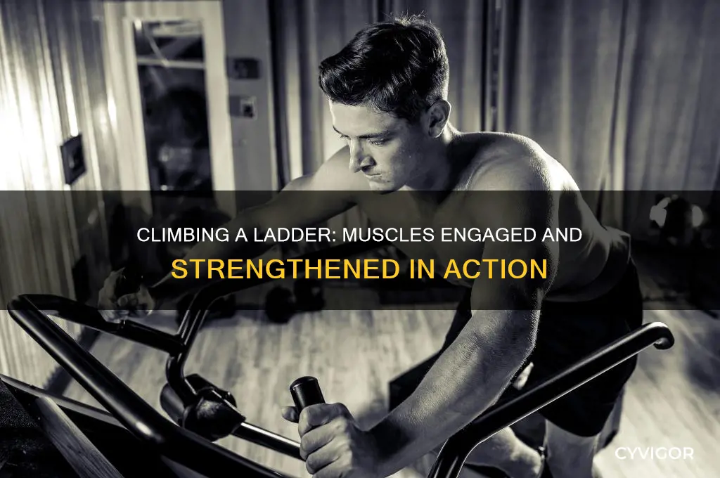 what muscles does climbing a ladder work