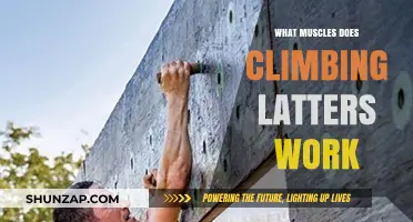 Climbing Ladders: Target Muscles and Full-Body Benefits Explained