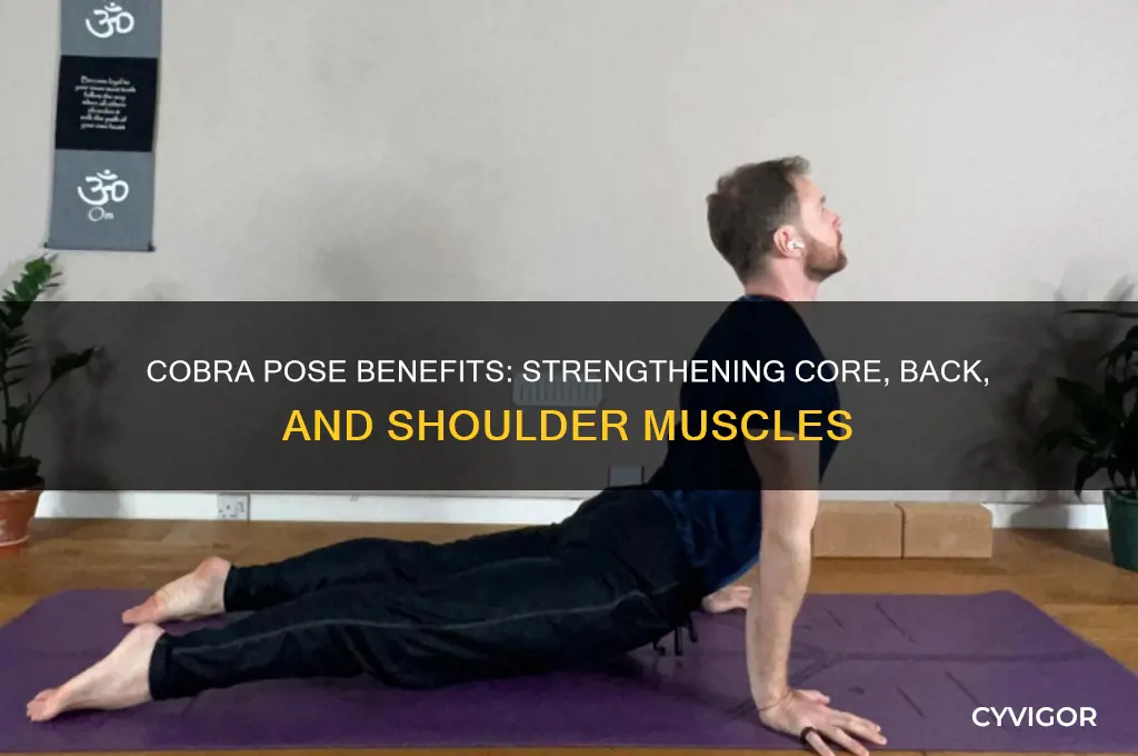 what muscles does cobra pose work