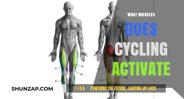 Cycling's Muscle Activators: A Full-Body Workout