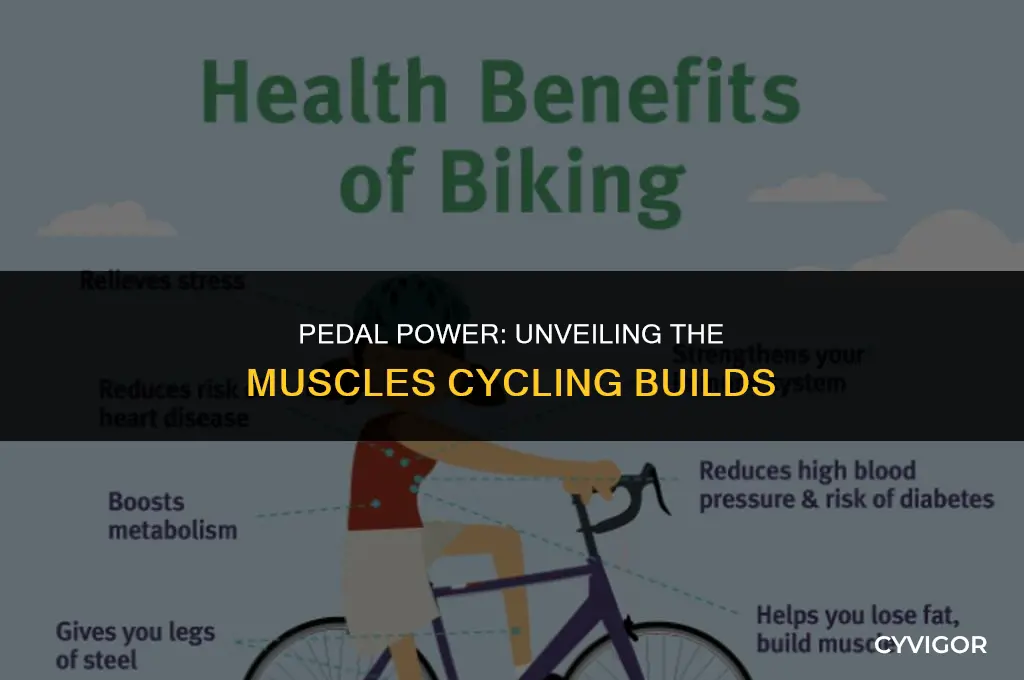 what muscles does cycling build