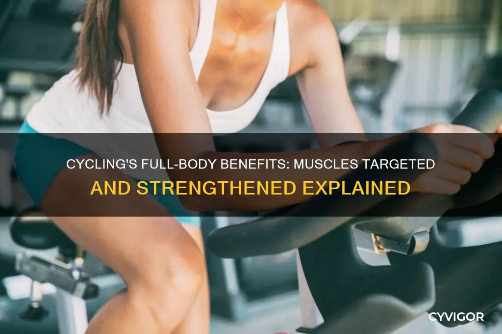 what muscles does cycling work out