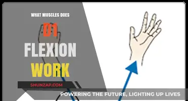 D1 Flexion: Key Muscles Engaged in This Essential Movement