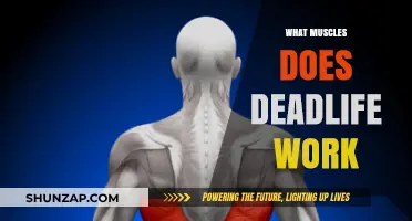 Deadlift Muscles: Targeted Groups and Full-Body Benefits Explained