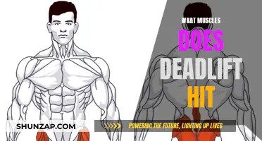 Deadlift's Muscle Impact: Targeting Back, Glutes, and Legs