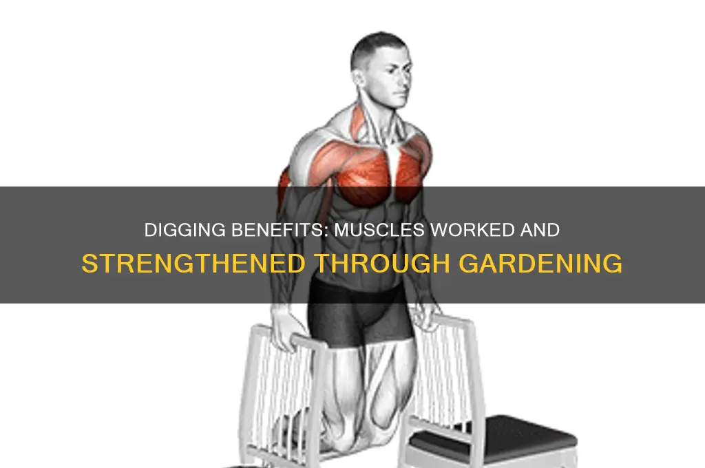 what muscles does digging work