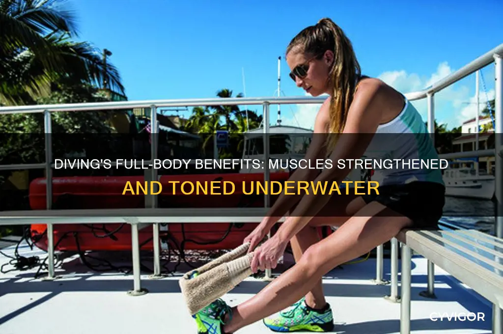 what muscles does diving work