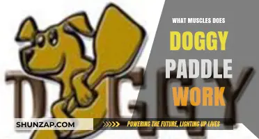 Doggy Paddle Workout: Targeted Muscles and Full-Body Benefits Explained