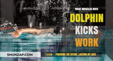 Dolphin Kicks: Targeted Muscles for Core, Legs, and Lower Body Strength